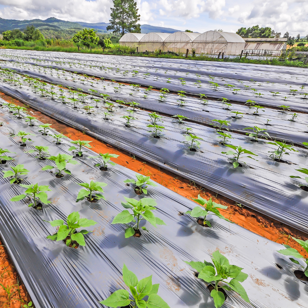 نایلون مالج نایلون مالج