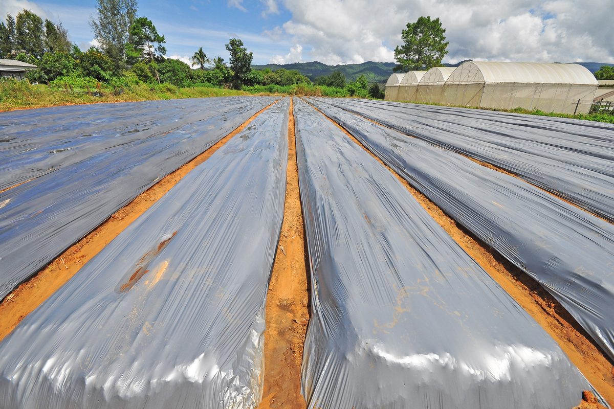 مالچ زمین کشاورزی