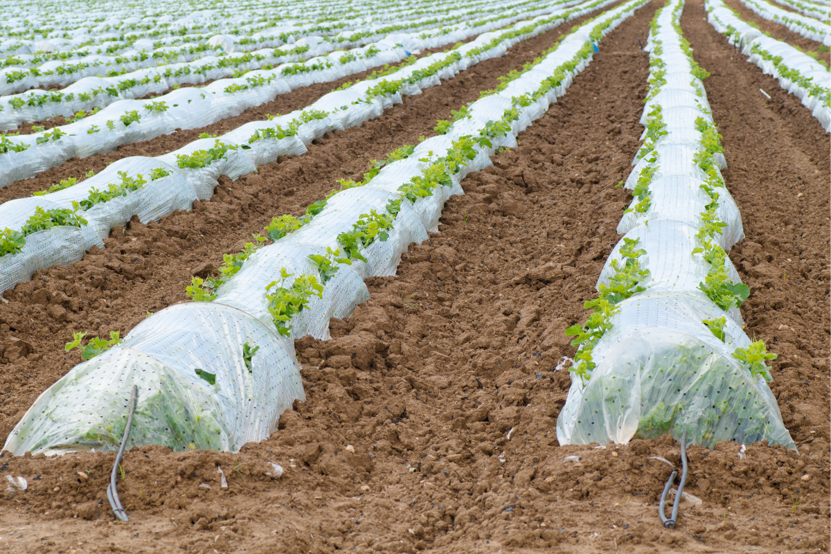 نایلون مالچ شفاف