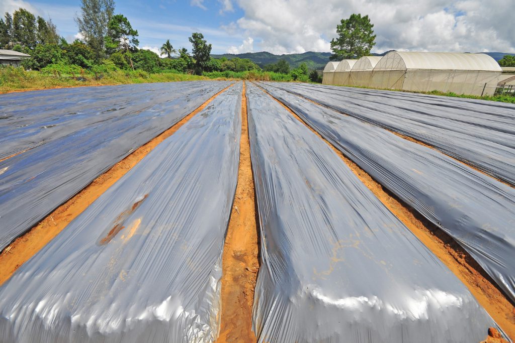 انواع فیلم بسته بندی | بررسی کاربردها، شباهتها و تفاوتها 5 فیلم بسته بندی مالچ کشاورزی