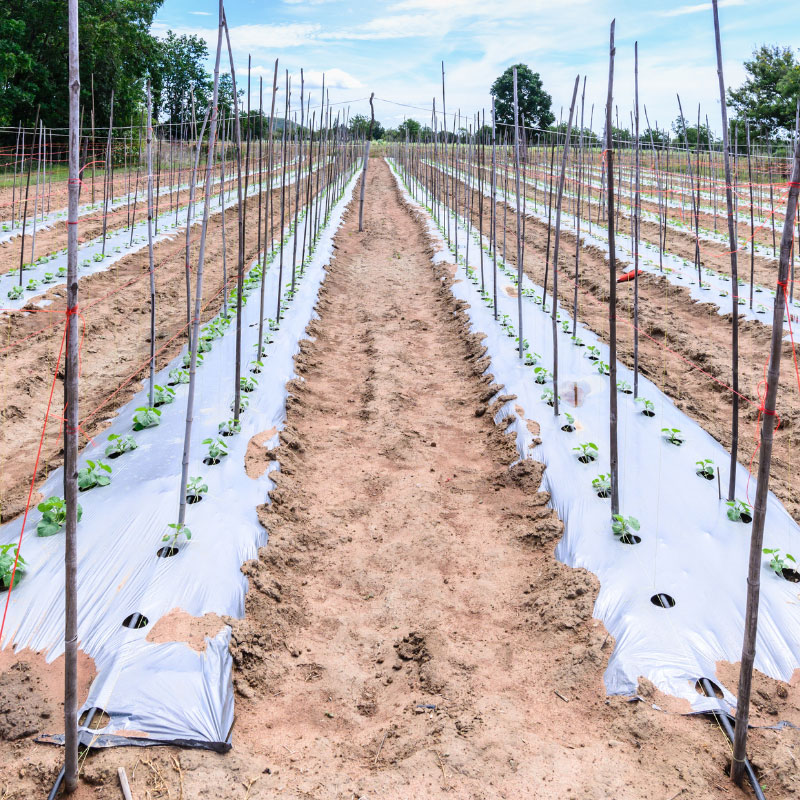 استرچ صنعتی - ویژگی و بررسی قیمت انواع فیلم استرچ صنعتی 6 پلاستیک مالچ پوشان پلاستیک